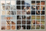 3x3x3 Big Cats Stickers Set (for cube 56x56x56mm)
